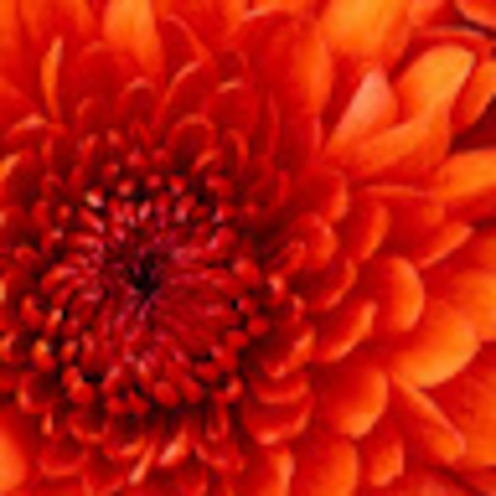 Meet your Posher, Ladonna